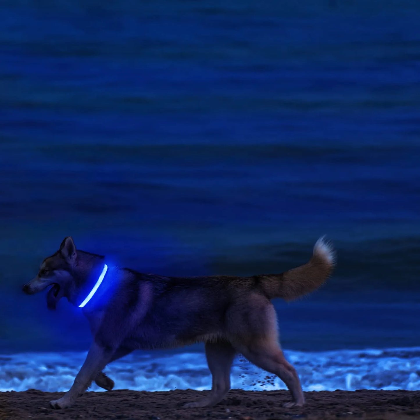 Collier lumineux pour chien rechargeable USB