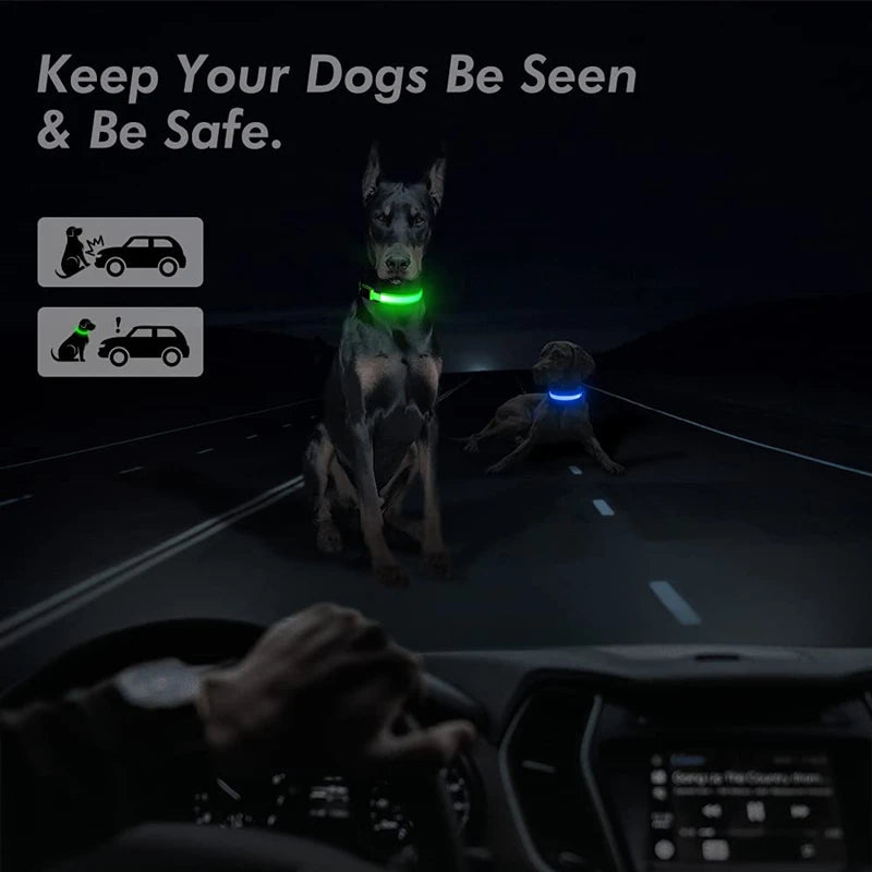 Collier lumineux pour chien rechargeable USB
